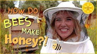 How do bees make Honey? | Beekeeping with Maddie #13