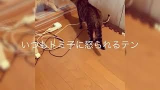 おもしろ猫たちの日常