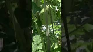 trellis type watermelon farming demo