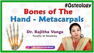 Bones of the Hand - Metacarpals (Upper limb Osteology)