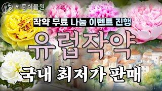 유럽작약  파격할인 ! 아름다운 고급 작약 심는방법 , 정원에 귀족의 꽃을 심으세요 #정원가꾸기 #정원 #작약 #유럽작약 #목단 #가드닝 #정원꾸미기 #정원