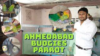 Love bird breeding Progress at Ahmedabad Budgie Parrots Breeding Setup | Unbelievable Results !