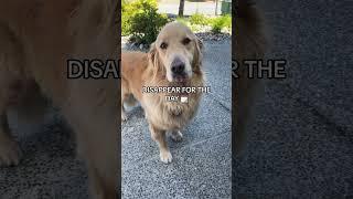 It’s Buddy’s world and we’re just living in it! #funnydog #shorts #dogvideos #mileycyrusflowers #fyp
