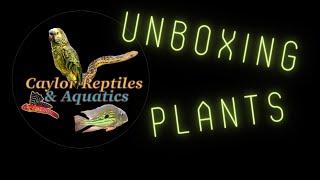 Aquatic Plants unboxing: Caylor Reptiles and Aquatics sent me a package.