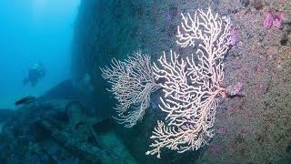 Buceo en el pecio River Gurara (popa) (Wreck diving)