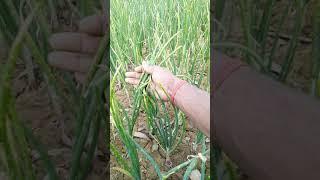 प्याज की पत्तियां जलना जबरदस्त उपाय#short#onion