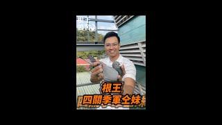 石板灰母22-716751【根王鴿舍】【根王大滿貫】 | 賽鴿 | 信鴿 | 種鴿  | racing pigeon