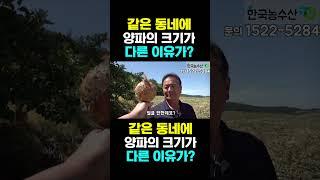 [한국농수산TV] 같은 동네 양파 크기가 다른 이유