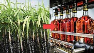 How Rum is Made From Sugar Cane - Caribbean Spirits Production - How its Made