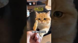 냥이 꼬리를 뽑은 척 하고 보여줬더니...