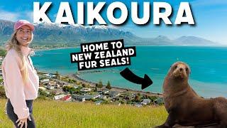 Kaikōura Must-Dos: Seals, Dolphins, & Orcas - New Zealand Travel Guide 2024  | CJ Explores