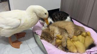 Fantastic animals!The kitten hugs the little duck and sleeps.Mother duck’s behavior so funny cute