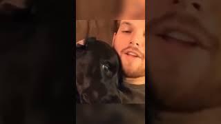 dogs being cute part 435 #funny #funnydogs #pets #funnypets #petvideos #funnyanimals #animals #cute