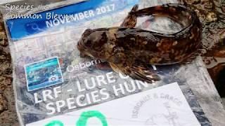 LRF - November Lure Only Species Hunt - Part 2