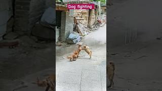 Dog fighting short #viralanimalshort #vtrend  #animaltrending #newanimalshort