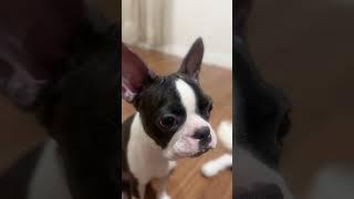 YUNA 9 MONTH OLD BOSTON TERRIER