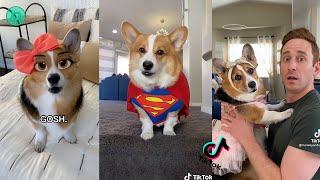 Hammy & Olivia Corgi  Funny TikTok Videos 2021 | Best Hammy and Olivia New Compilation