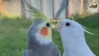 Female Cockatiels Singing