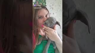 Голубой питбуль #pitbull #puppy #щенок #питбуль #питбультерьер