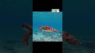 Scientific information about turtles turtles: Ancient Survivors of the Natural world