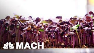 An Aquaponic Vertical Farm Grows In Brooklyn | Mach | NBC News