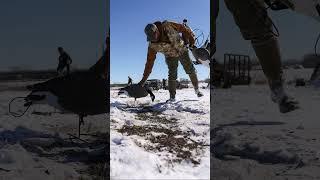 Stills from the field  #waterfowl #goosehunting #hunting #feildhunt #tanglefree #firstlite