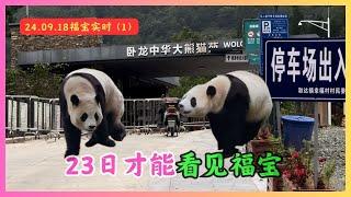 2024.09.18福宝实时（1）23日才能看见福宝神树坪基地实况#푸바오 #panda #fubao #福宝  #大熊猫福宝#푸바오중국 #푸바오근황