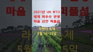 UN WTO 선정한 세계 최우수 관광마을 신안군 퍼플섬 박지도에서  라벤더 축제