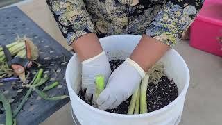 Growing New Store Bought Green Onions & Update On The 3 Years Old Store Bought Green onion Plants