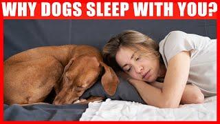 Why Does Your Dog Sleep With You? 7 Reasons You'll Love