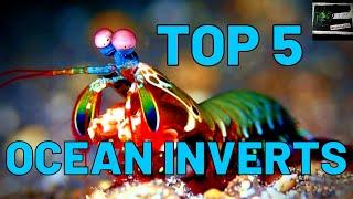 Top 5 MARINE INVERTEBRATES #TeamSeas (A.B.S.E.)