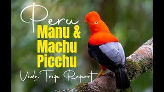 Video Trip Report (VTR): Southern Peru - Manu & Machu Picchu Birding Tour