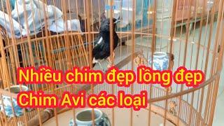 10/11/24 về thêm chim thuộc chòe lửa chòe đất, chim hoét lam, đớp ruồi cằm đen oanh đuôi trắng