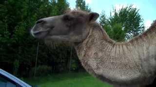 Huge Badass Camel