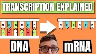 DNA TRANSCRIPTION EXPLAINED