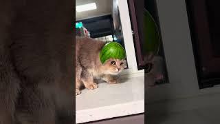 #shortvideo #funnypetschannel #catvideos #cat #funny #petschannel #pets