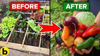 8 Helpful Tips To Start Your Own Vegetable Garden