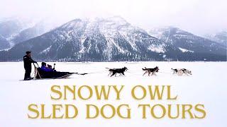 2024 Snowy Owl Sled Dog Tours