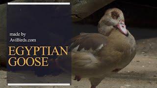 Egyptian Goose [Alopochen Aegyptiaca]