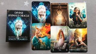 Divine Animal Oracle Deck Flip Through + Pick a Card Reading 