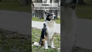 Уже приготовился искать хозяев #собака #собаки #потеряшка #айдагулять