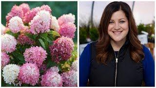 16 Hardy Hydrangea Varieties // Garden Answer