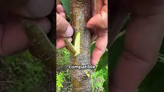 Farmers Use This Secret to Clone Trees! 