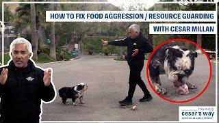 HOW TO FIX YOUR DOG'S FOOD AGGRESSION | DOG TIPS #4