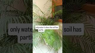 Which direction is best for Areca Palm?#plant #youtubeshorts #loveplants #vairal #shortvide #