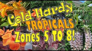 Cold Hardy Tropicals For Zones 5 to 8