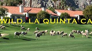 La Quinta CA   A perfect day - Golf PGA West, Big Horns  and Haboob’s  Ep 14 Going Walkabout