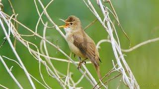 Marsh Warbler (Acrocephalus palustris)