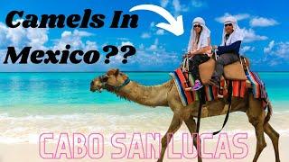 Camel Riding in Cabo San Lucas Mexico!!! Carnival Panorama