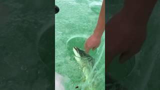 Fishing in clear ice #fishing #fish #fishinglife #shortsvideo #catchingfish #shorts #pikefishing #yt